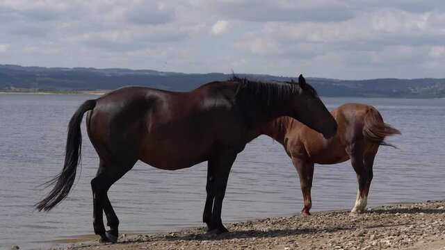 Domestic Horses Wagging Their Tail While Standing By The Shore Of Naussac Lake On A Sunny Day In Summer. - wide shot