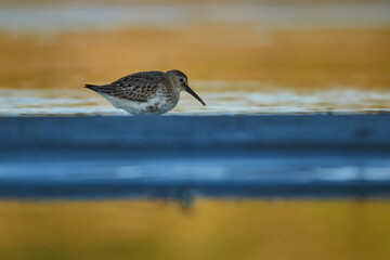 Dunlin wading in the water looking for food
