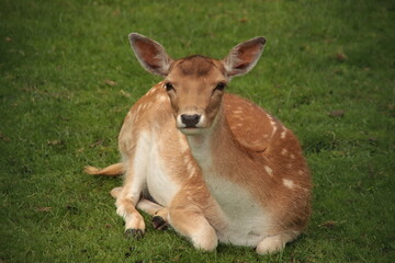 Young deer at a petting zoo of the municipality of Zuidplas in NIeuwerkerk