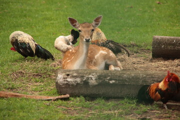 Young deer at a petting zoo of the municipality of Zuidplas in NIeuwerkerk