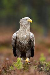 white-tailed eagle in the bog at autumn