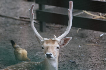male deer at a petting zoo of the municipality of Zuidplas in NIeuwerkerk