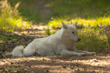 Naklejka na ściany i meble An arctic wolf in a little leisure park in Germany.