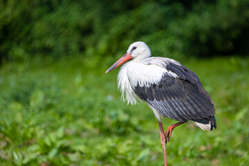 Portrait of a stork standing in a meadow at a sunny day in summer.