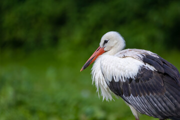 Portrait of a stork standing in a meadow at a sunny day in summer.