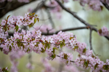 Cherry Blossoms