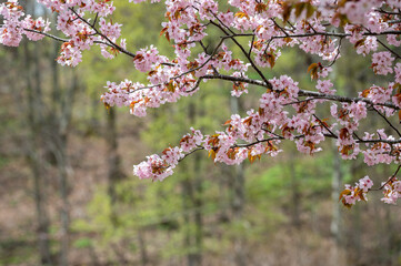 Cherry Blossoms