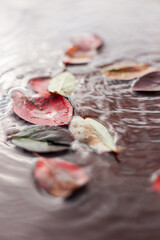 autumn leaves in a puddle. autumn background.