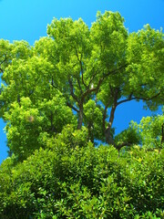 公園のマテバシイの木と楠木と青空