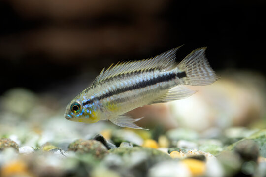 Apistogramma bitaeniata