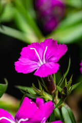 purple gypsy flowers