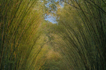 Nature landscape view of Tunnel bamboo with natural light. Green bamboo tunnel in tropical rainforest at Nakhonnayok. No focus, specifically.