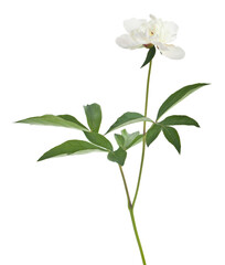 Obraz premium White peony flower isolated on white background.