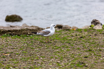 Seagull on the shore of lake