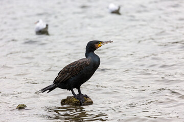 Cormorant stay on stone in the lake