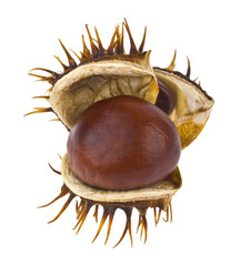 Chestnuts isolated on white background.