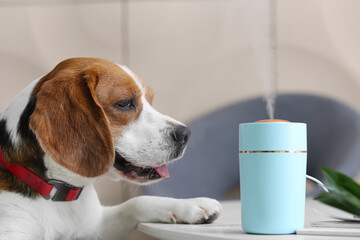 Cute dog in room with modern humidifier