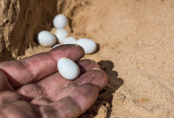 one white lizard egg in a worker's hand, found in yellow sand in bright sunlight