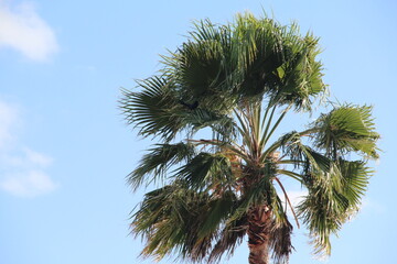 Obraz na płótnie Canvas Palm tree in Florida