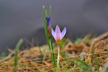 spring crocus flowers