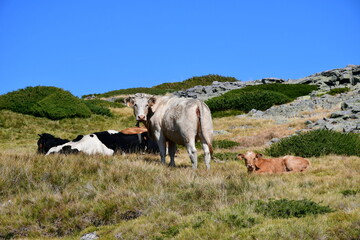 Obraz premium vache et veau 