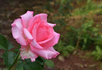 pink rose in garden