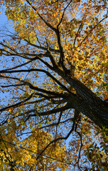 Autumn leaves at sunny day