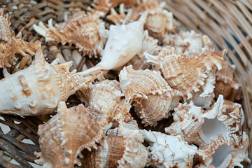 Obraz na płótnie Canvas White-browns different seashells in a wicker basket. View from above. Macro photography.