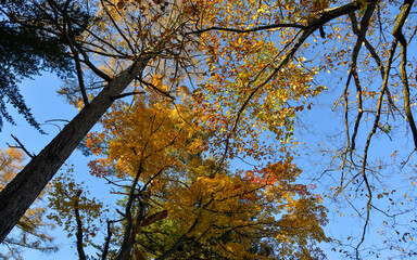 Autumn leaves at sunny day
