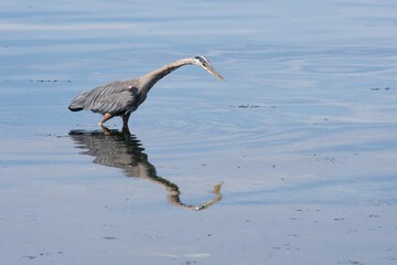 Heron at Bay