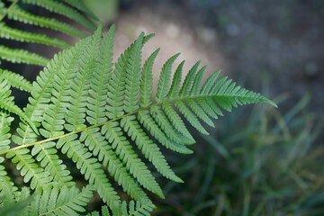 Common male fern