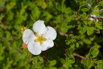 Shrubby Cinquefoil Bella Bianca