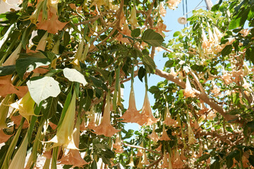 Much brugmansia arborea, angel's trumpet or datura flower blossom. Bottom view.