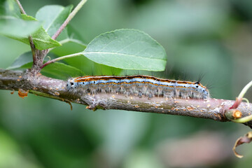The lackey moth (Malacosoma neustria). Caterpillars can cause significant damage to apple, plum and other orchards.