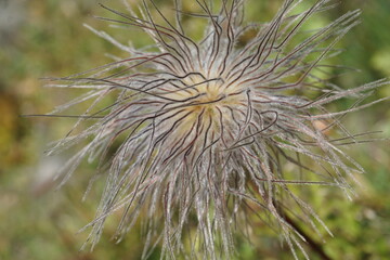 closeup of an hairy thistle in the grass