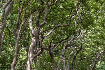 Fototapeta premium The sunlight shining through the leaves of the natural forest.