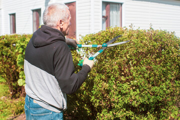 Farmer hands make pruning of bushes with large garden shears.