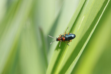 Cereal leaf beetle (Oulema melanopus) on the cereal leaf. It is a significant cereals pest.