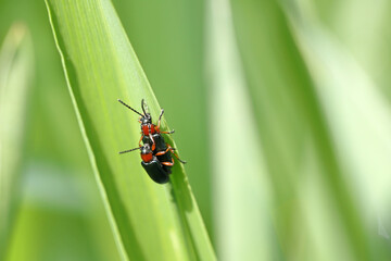 Cereal leaf beetle (Oulema melanopus) on the cereal leaf. It is a significant cereals pest.