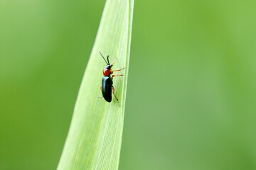 Fototapeta premium Cereal leaf beetle (Oulema melanopus) on the cereal leaf. It is a significant cereals pest.