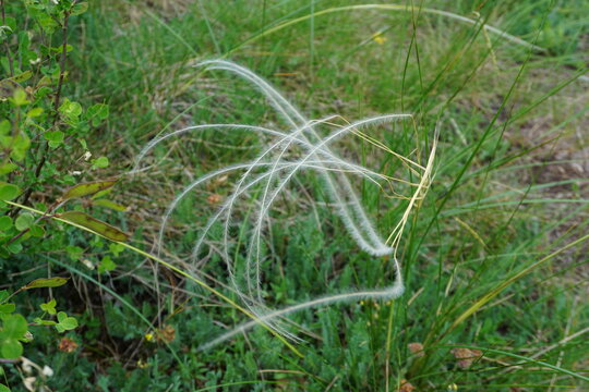 closeup of airy grass, stipa tenuifolia or pony tails  in the wind