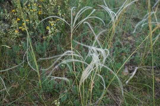 closeup of stipa tenuifolia, pony tails grass blowing in the wind