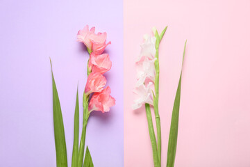 Fototapeta premium Gorgeous gladiolus flowers on color background