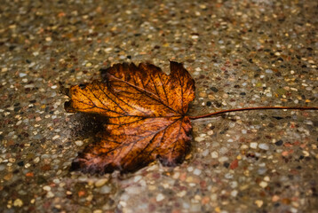 autumn leaf on the ground