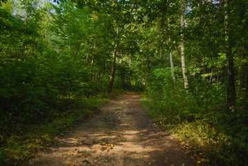 path in the forest