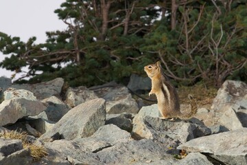 Chipmunk on the rock at Rainier