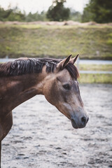 Obraz premium Reitpony / Koppel