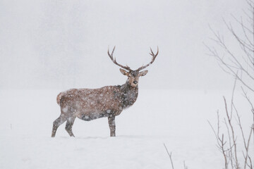 Close up portrait of deer in the snow.