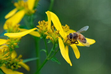 Honey Bee (Apis mellifera) on Yellow Beardcrown (Verbisina occidentalis) in North Carolina