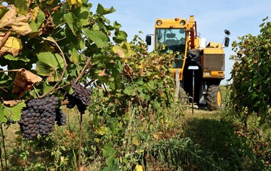 Pinot grapes on vine with the grape harvester machine on background, at the beginning of the row of vineyard, during the harvest